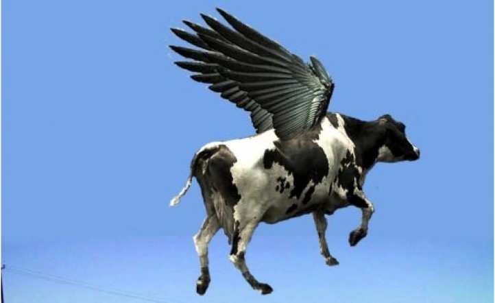 Una vaca voladora no te choca todos los días | InfoVeloz.com