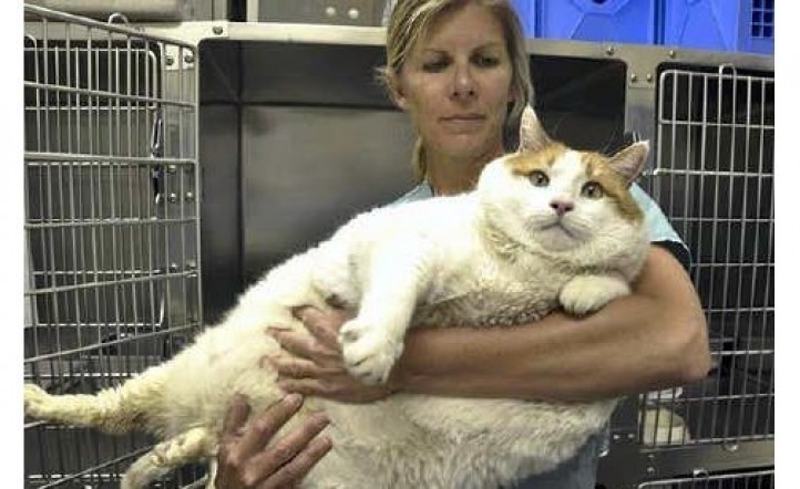 Murió Meow El Gato Más Gordo Del Mundo