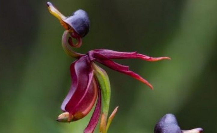 La orquídea que parece un pato 