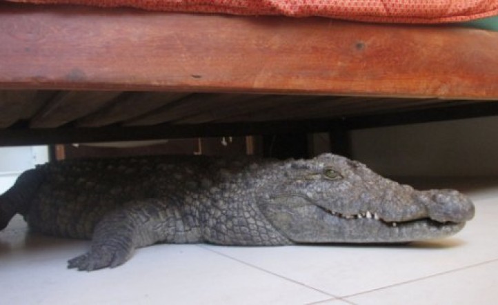 Un amanecer inquietante, con un cocodrilo bajo la cama 