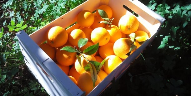 ¿Por qué las naranjas del norte argentino no pueden ir al sur?