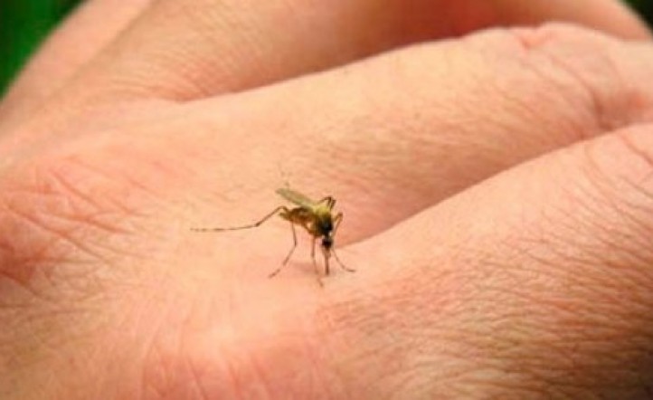 Terror por el dengue: el Ministerio de Salud ya habla de brote