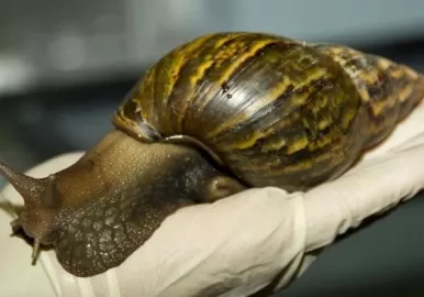 Caracol gigante africano