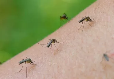 mosquitos