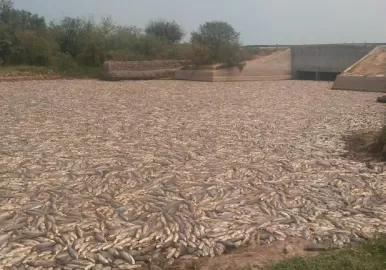 laguna-junin-peces-muertos
