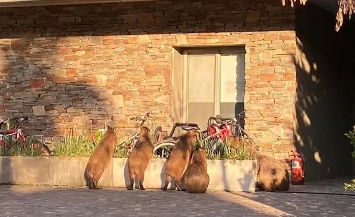 Superpoblación de carpinchos - Foto extraída de La Nación