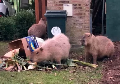 carpinchos en nordelta