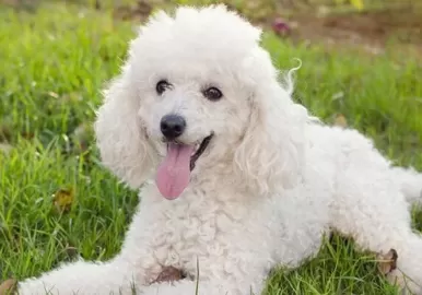 Cachy, el perro caniche que protagonizó la tragedia