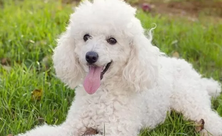 Cachy, el perro caniche que protagonizó la tragedia