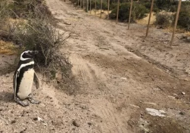 pinguinos punta tombo