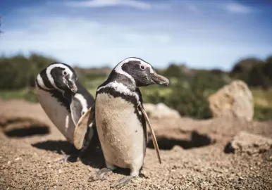 pinguinos punta tombo