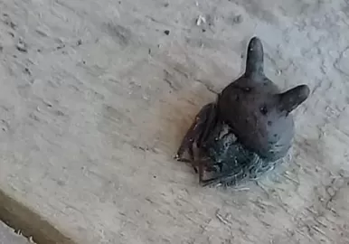 araña cabeza de gato