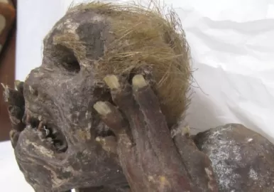 Sirena hallada en Japón