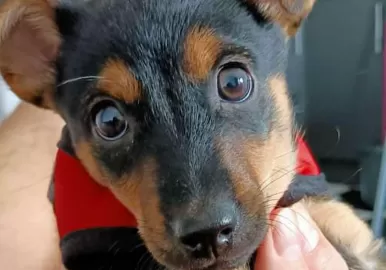 coco esat varado en ezeiza perrito