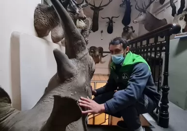 animales embalsamados