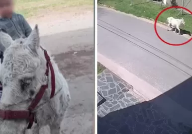 robo poni mar del plata