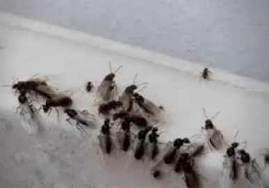 hormigas voladoras