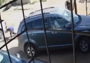 pitbull caleta olivia