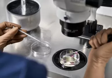 fecundacion in vitro