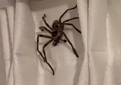 araña gigante en pinamar