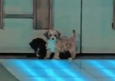 caramelo gran hermano