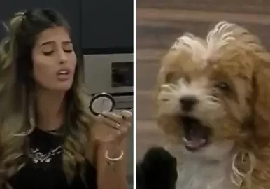 perritos gran hermano