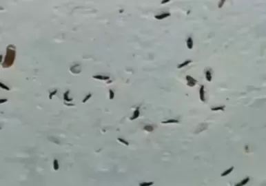 arañuelas en el AMBA