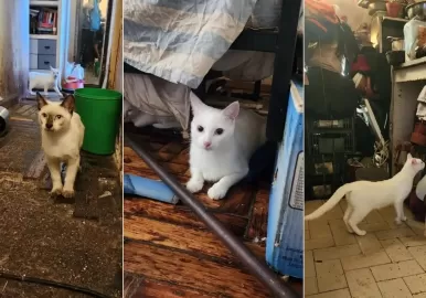 gatos villa del parque