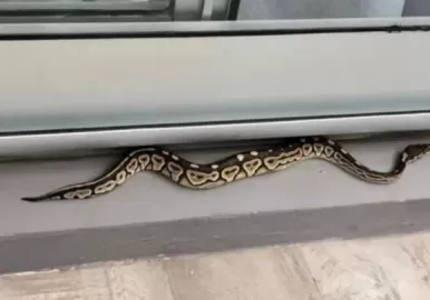 Serpiente en Palermo