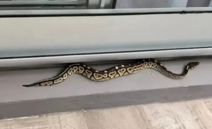 Serpiente de Palermo