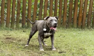 pitbull