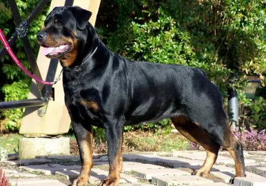 maltrato animal glew