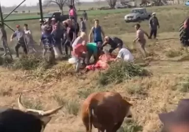 FAENARON VACAS EN CHACABUCO