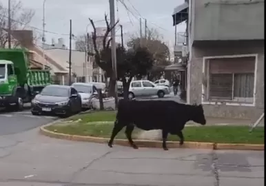 Vacas en  avellaneda