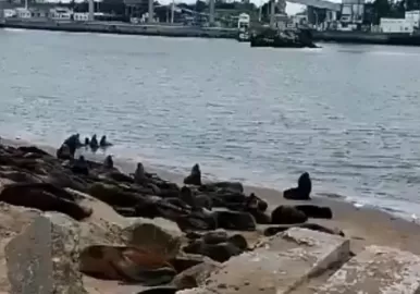 lobos marinos muertos necochea