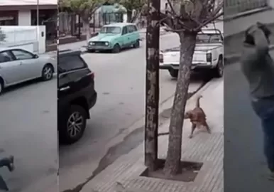 perro chocó camioneta