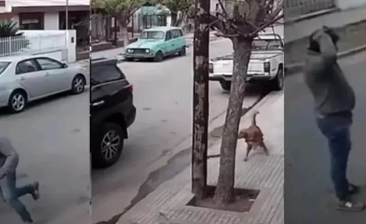 Insólito: perrito chocó la camioneta de su dueño