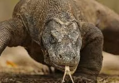 dragon de komodo