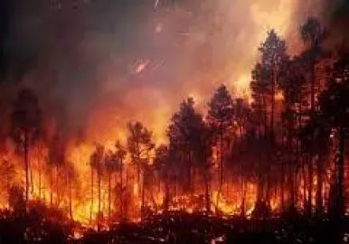 incendio forestal en chile