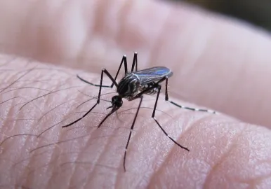 dengue