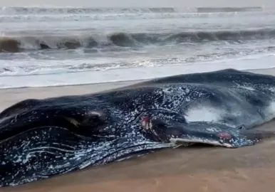 ballena muerta