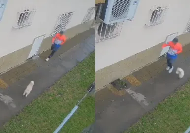 caniche patada pateado maltrato taekwondo