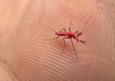 mosquitos rojos