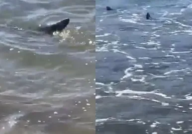 tiburon mar del plata