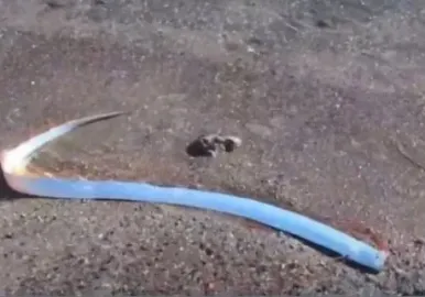 pez del fin del mundo