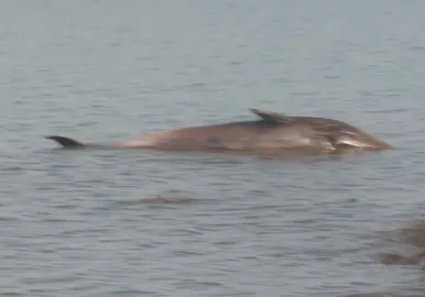 ballena varada en vicente lopez