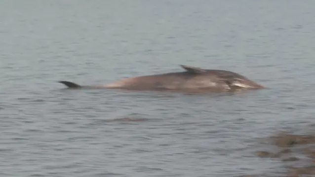 ballena varada en vicente lopez
