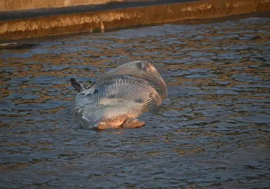 ballena muerta