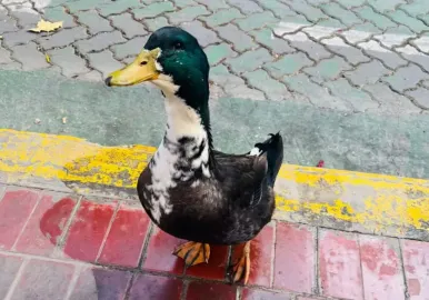 pato juan