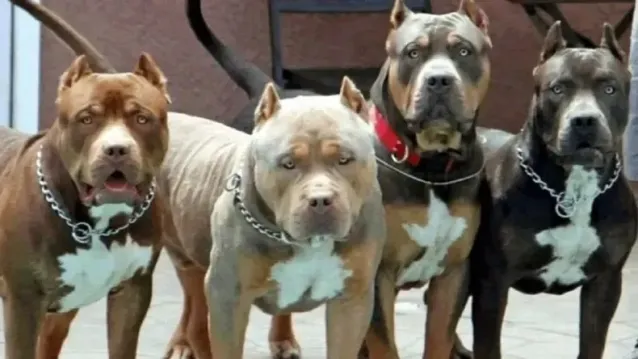 pitbull jauria